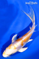 6" DOITSU LEMON HARIWAKE BUTTERFLY