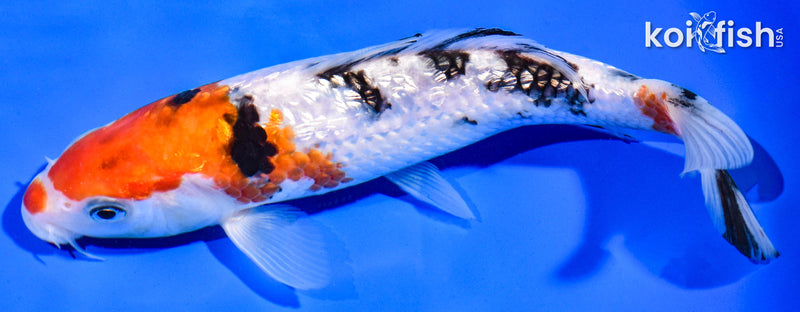 7" GINRIN SANKE