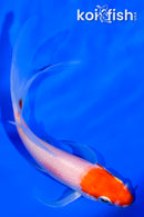4.25" KOHAKU BUTTERFLY