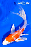 5.25" HARIWAKE BUTTERFLY