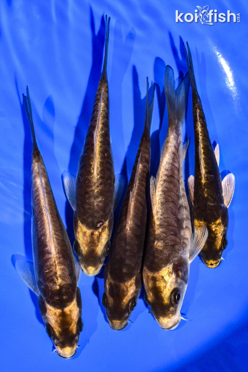 PACK OF (5) 4-5" STANDARD KOI