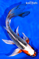 7.75" KUJAKU BUTTERFLY