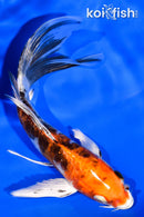 5.75" ARMOR SCALED HEISEI NISHIKI BUTTERFLY