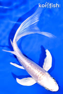 5.5" DOITSU PLATINUM OGON BUTTERFLY