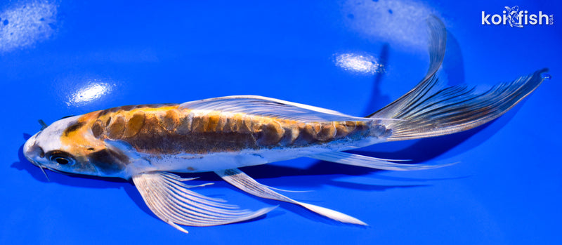 8" KIN KIKOKURYU BUTTERFLY