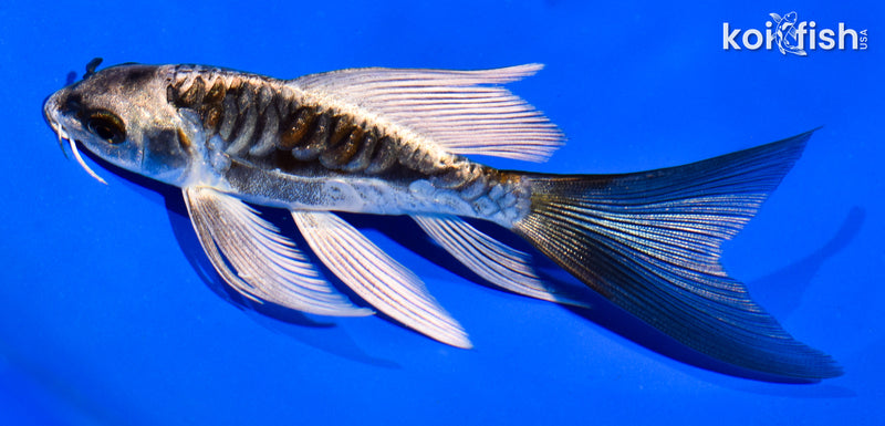 5" ARAGOKE BENI KIKOKURYU BUTTERFLY