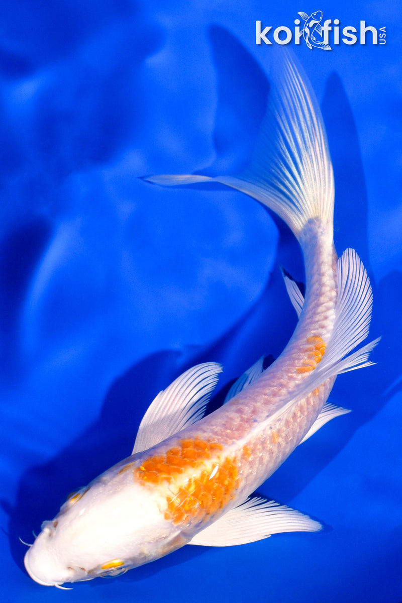 5.5" HARIWAKE BUTTERFLY