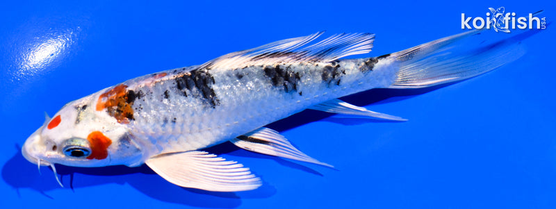5.75" GINRIN YAMATO NISHIKI BUTTERFLY