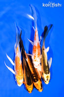 PACK OF (5) 5-6" BUTTERFLY KOI