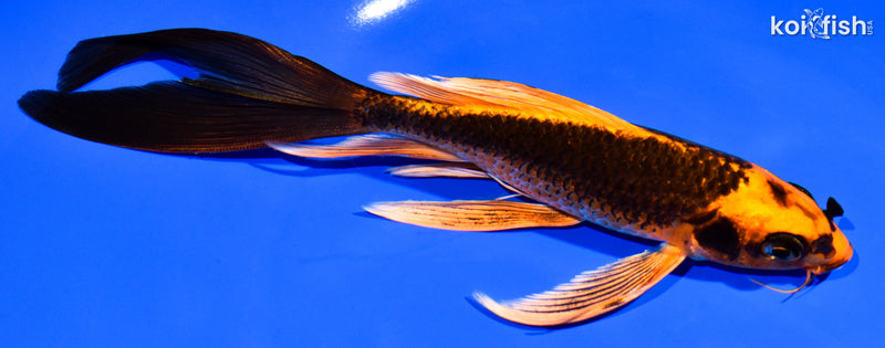 7.25" ORENJI MATSUBA BUTTERFLY