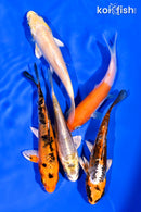 PACK OF (5) 3-4.5" STANDARD KOI