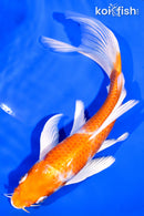 7.25" HARIWAKE BUTTERFLY