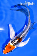 5.25" BENI KIKOKURYU BUTTERFLY