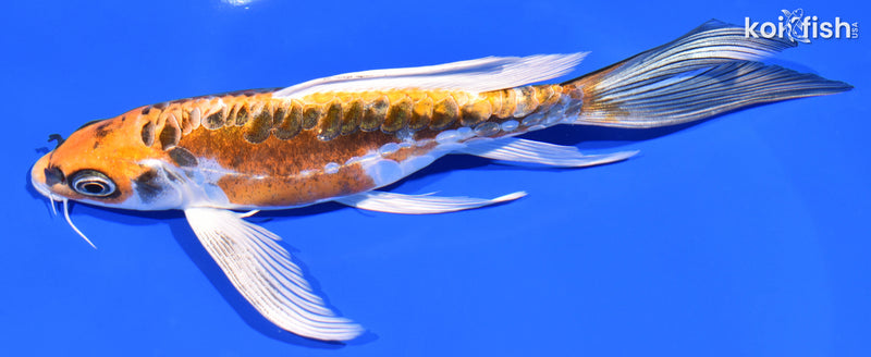 7.75" KIN KIKOKURYU BUTTERFLY