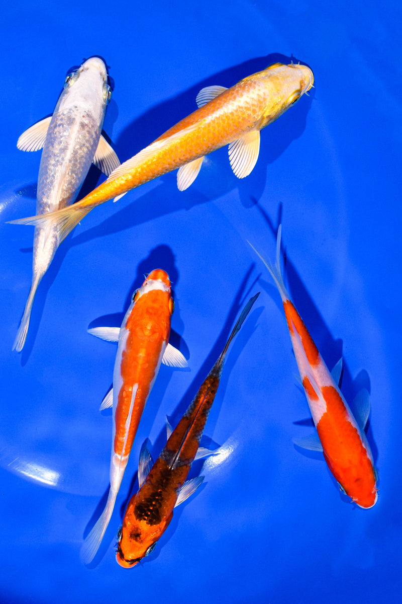 PACK OF (5) 5-6" STANDARD KOI