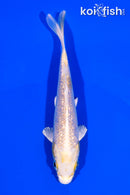 5" GINRIN YAMABUKI OGON