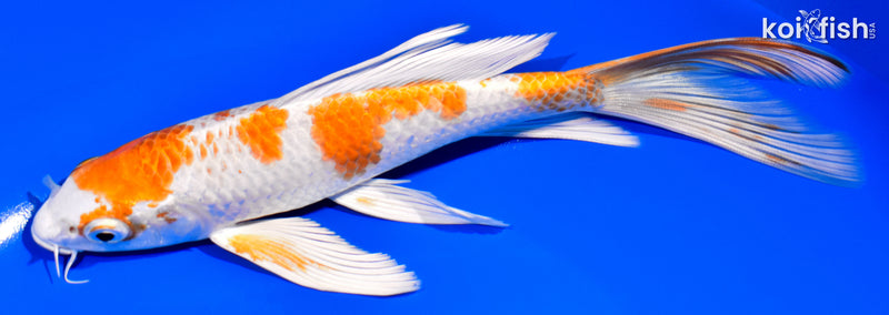 7.75" HARIWAKE BUTTERFLY