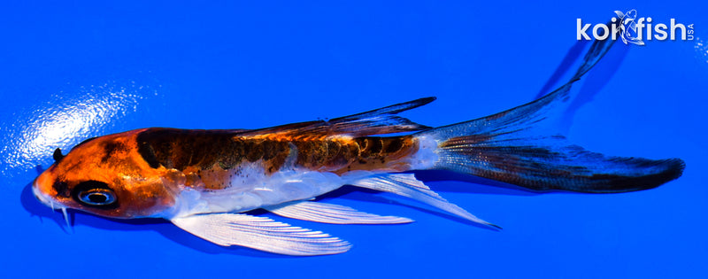 4.25" BENI KIKOKURYU BUTTERFLY