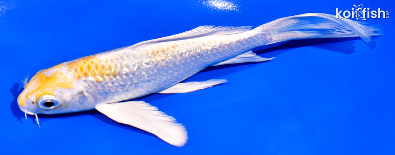 6.25" GINRIN LEMON HARIWAKE BUTTERFLY