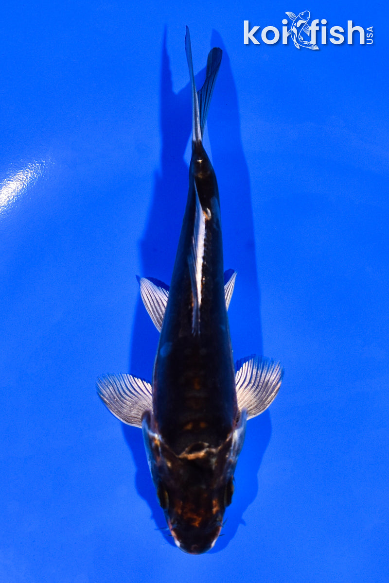 5" BENI KIKOKURYU