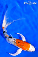 6" YAMATO NISHIKI BUTTERFLY