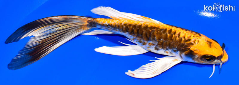7.75" KIN KIKOKURYU BUTTERFLY