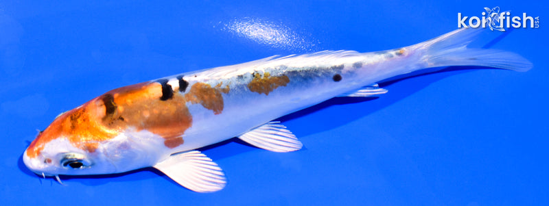 5.25" HEISEI NISHIKI