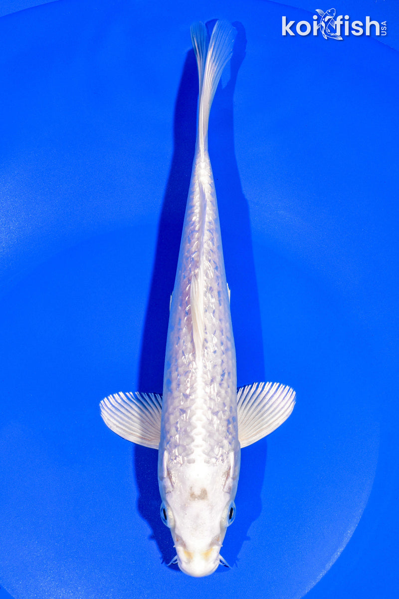 8.5" GINRIN PLATINUM OGON