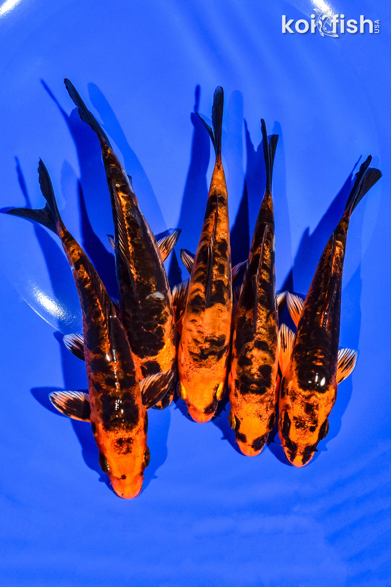 PACK OF (5) 4-5" STANDARD KOI