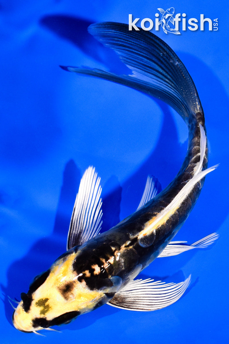 5" KABUTO BUTTERFLY