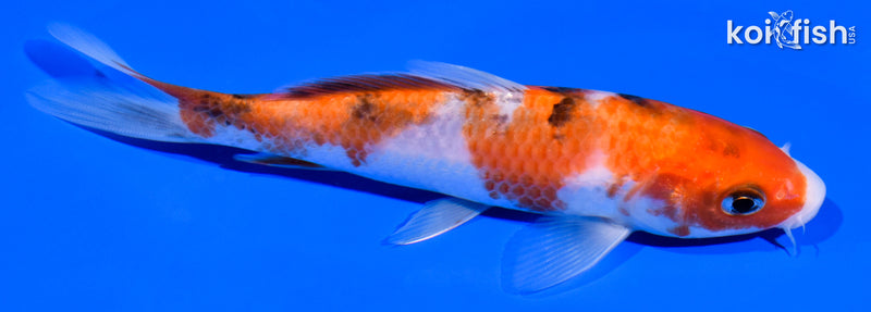 5.5" SANKE