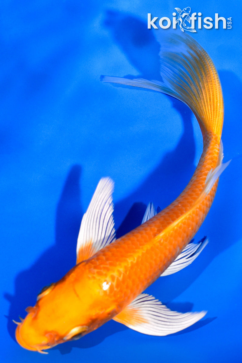 5.5" ORENJI OGON BUTTERFLY