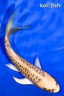 5" ARAGOKE KI MATSUBA BUTTERFLY