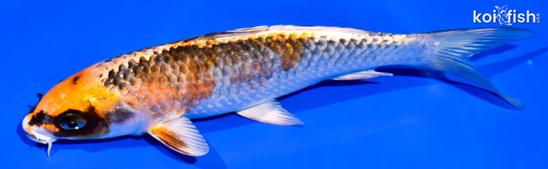 7.25" BENI GINGA