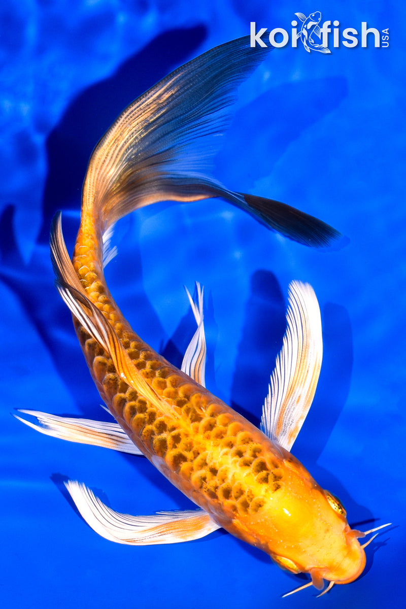 6.75" ARAGOKE ORENJI MATSUBA BUTTERFLY