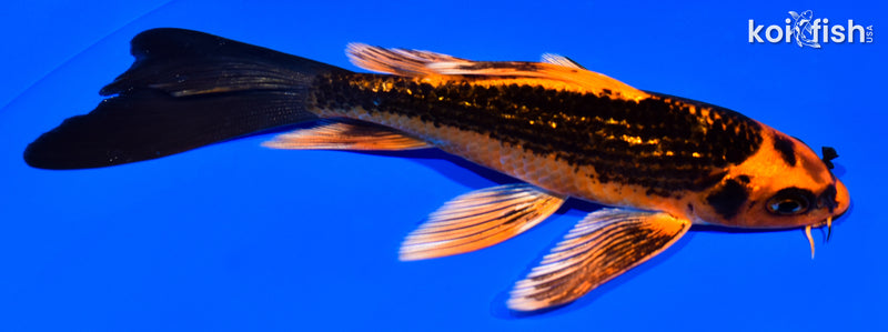 5.5" ORENJI MATSUBA BUTTERFLY