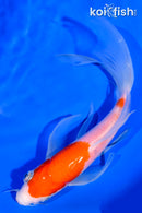 7" KOHAKU BUTTERFLY