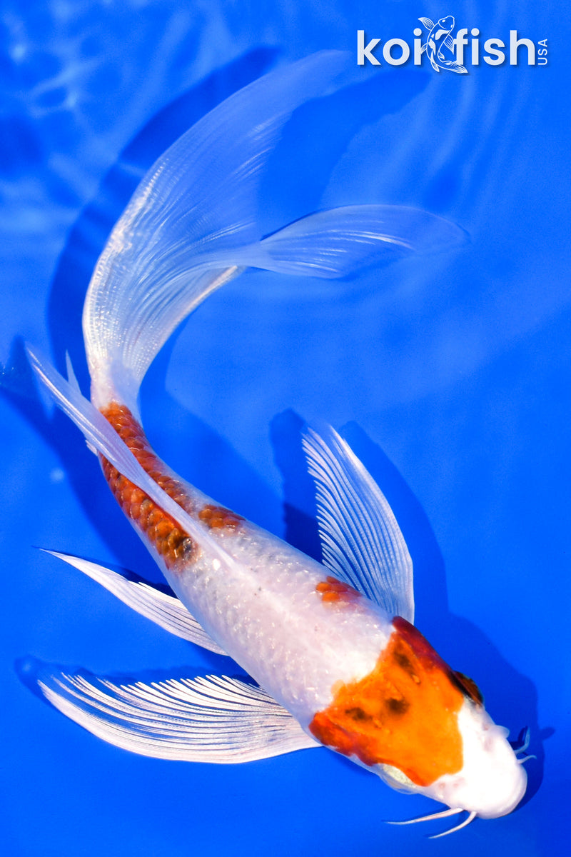 5.75" YAMATO NISHIKI BUTTERFLY