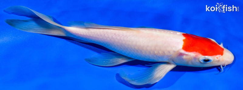 9.25" TANCHO KOHAKU BUTTERFLY