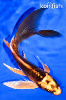 7" ARAGOKE BENI KIKOKURYU BUTTERFLY