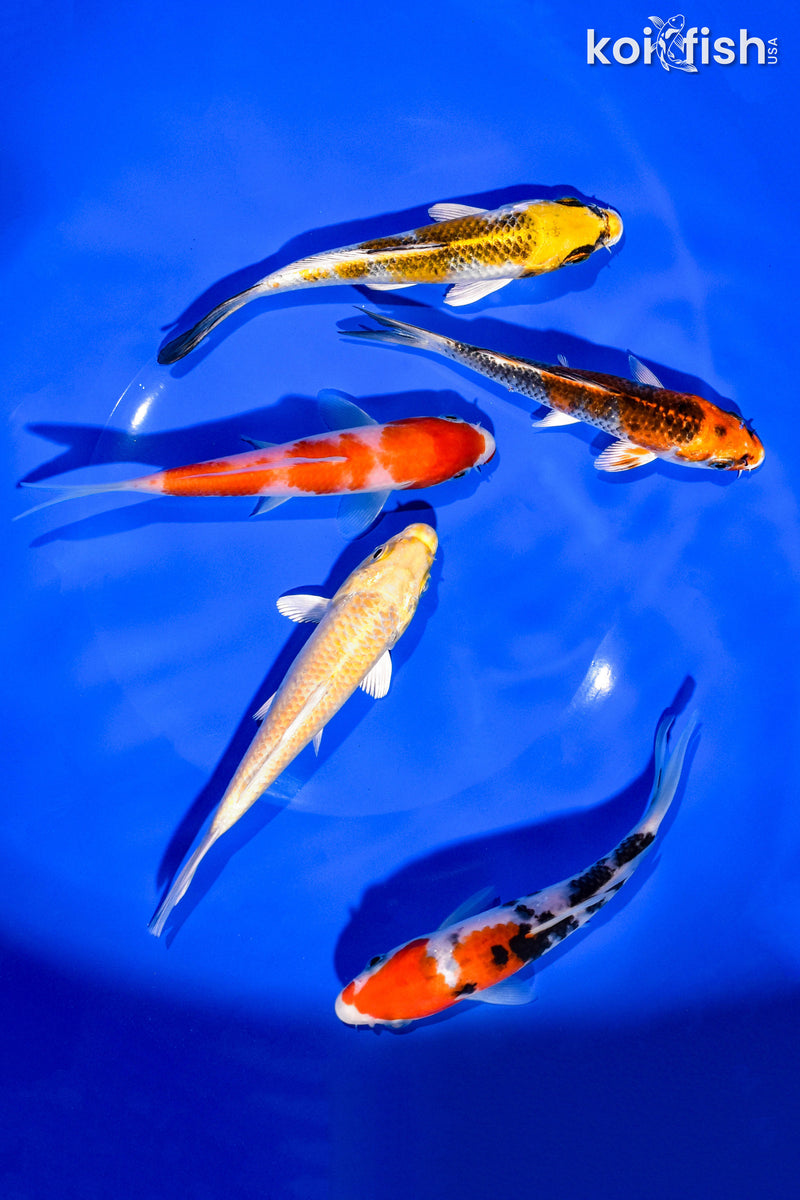 PACK OF (5) 5-6" STANDARD KOI