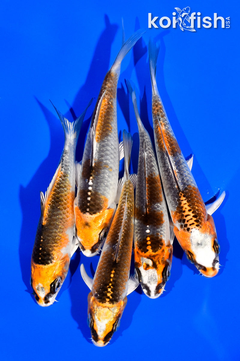 PACK OF (5) 3"- 4" KUJAKU KOI