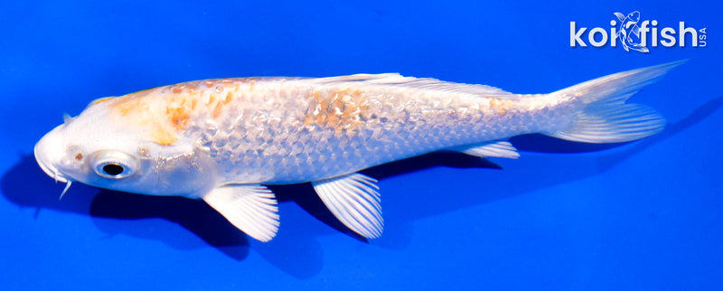 5.5" GINRIN LEMON HARIWAKE