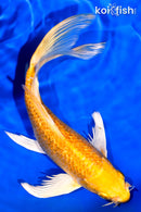 7.5" GINRIN YAMABUKI OGON BUTTERFLY