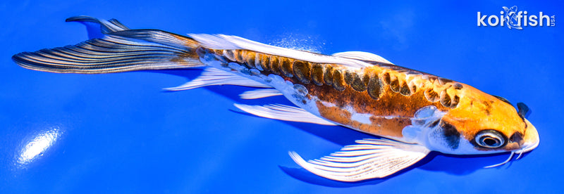 7.75" KIN KIKOKURYU BUTTERFLY