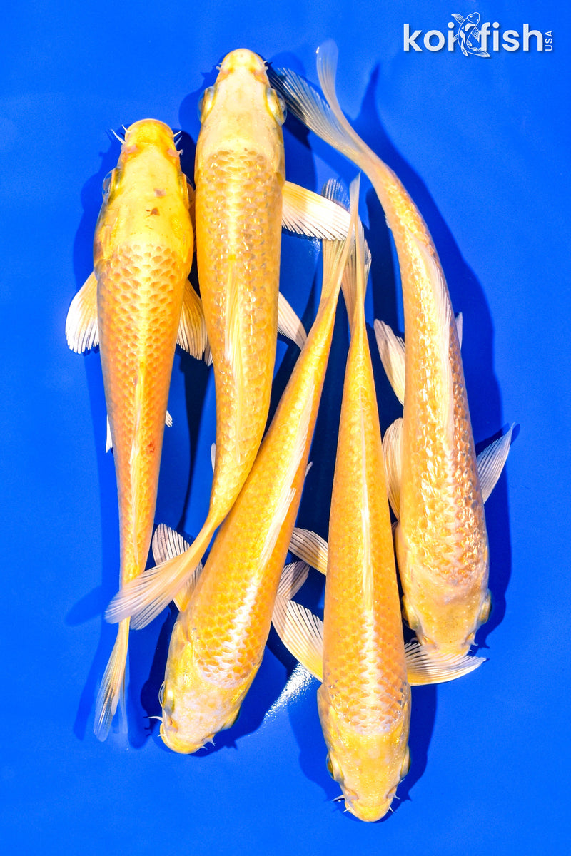 PACK OF (5) 5-6" STANDARD KOI