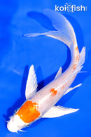 6.75" HARIWAKE BUTTERFLY