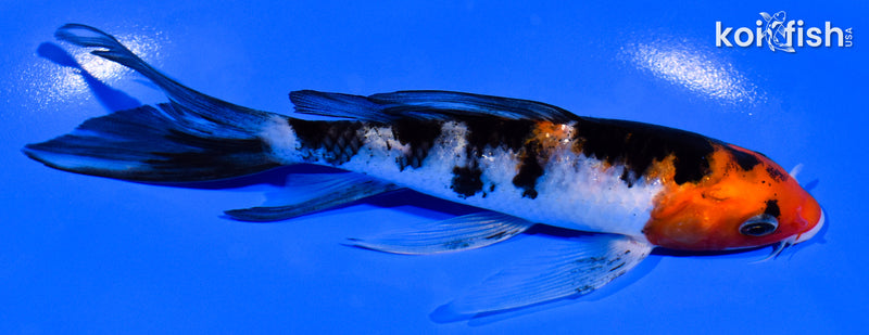 5.75" SANKE BUTTERFLY