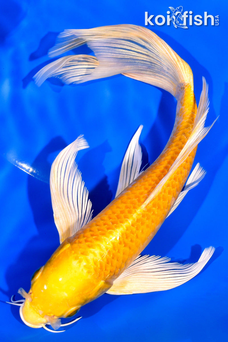 7.75" YAMABUKI OGON BUTTERFLY