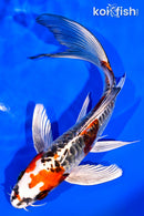 7" ARAGOKE BENI KIKOKURYU BUTTERFLY